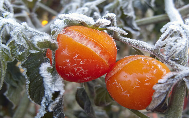 tomate gelure sous serre de jardin