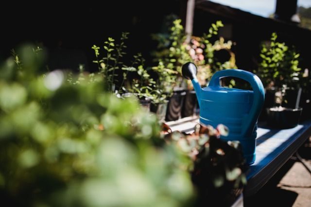 bien arroser sous serre de jardin pour un potager fleurissant