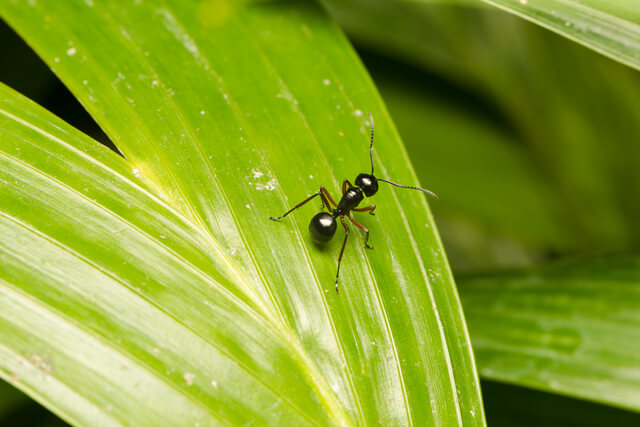 fourmi sur une plante cultivé dans une serre de jardin