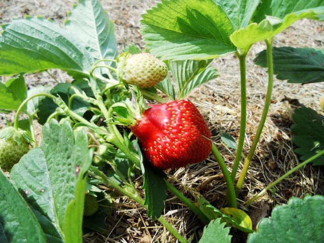 Fraise à maturité cultivée sous serre de jardin