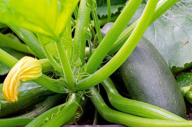 courgette en pleine croissance sous serre de jardin