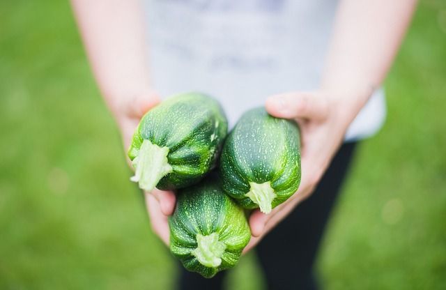 courgette cultivée sous serre de jardin
