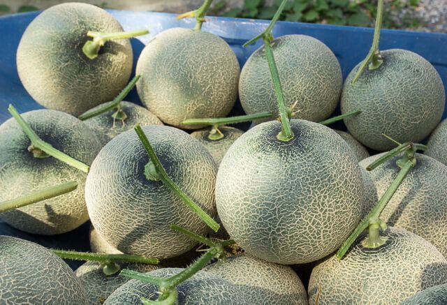 lot de melons sous serre de jardin