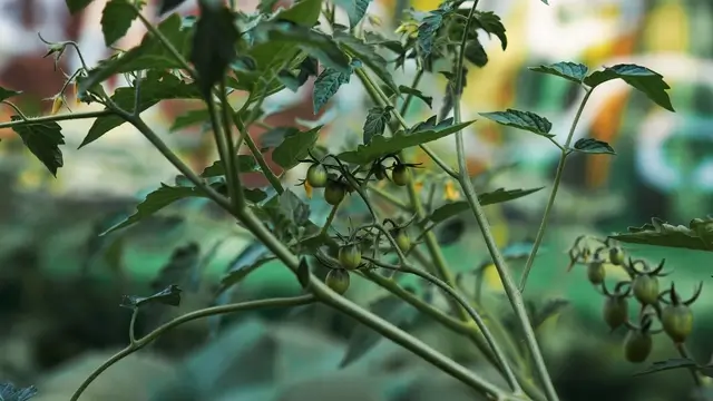 tomates en croissance sous serre de jardin