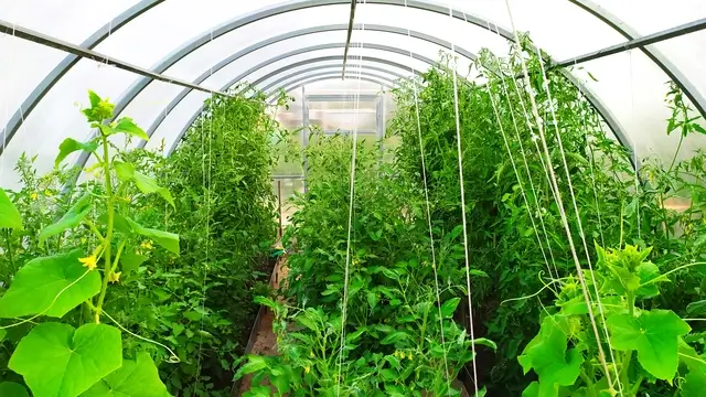 culture de tomate et légumes sous serre de jardin