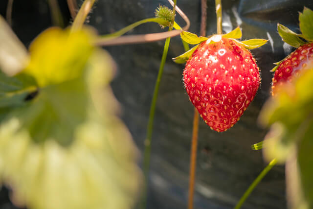 comment cultiver des fraises sous serre de jardin