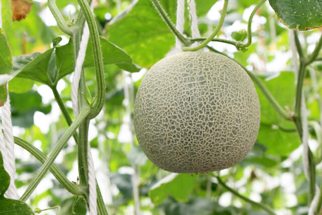 culture melon Galia sous serre de jardin
