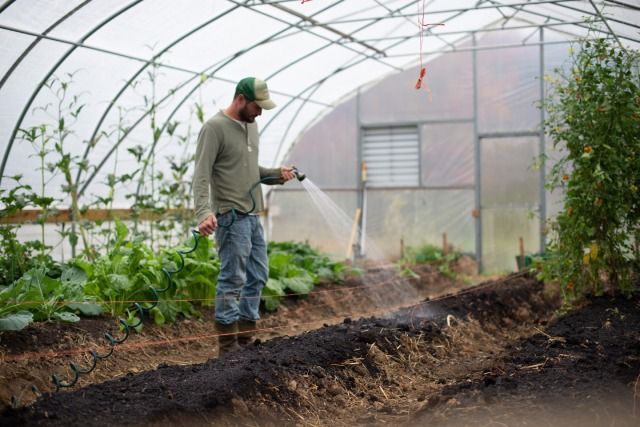 Que planter dans sa serre en hiver ? - France Serres