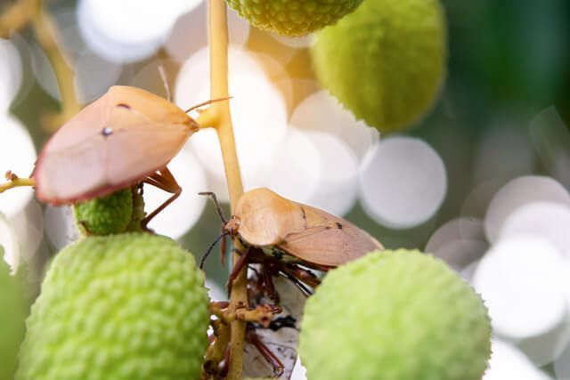 lutter contre les insectes nuisibles sous serre de jardin