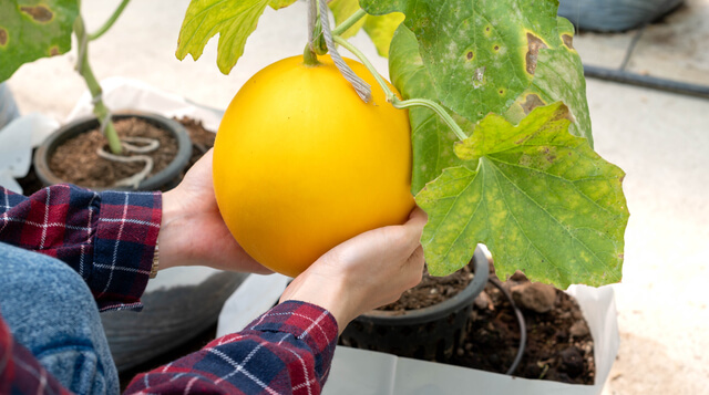 Melon jaune canari culture serre de jardin