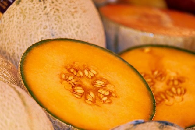 culture melon sous serre de jardin