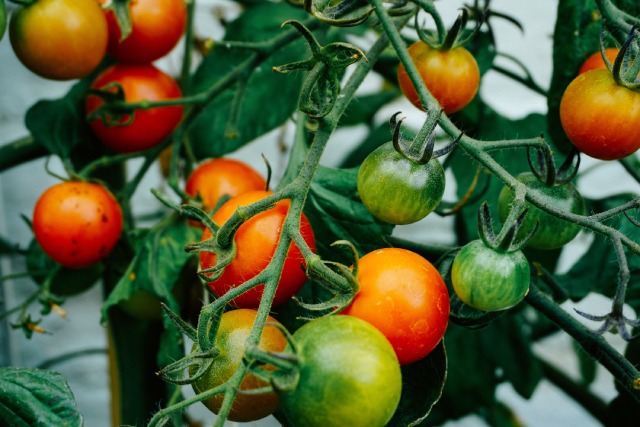 Lutter contre le mildiou sur les tomates
