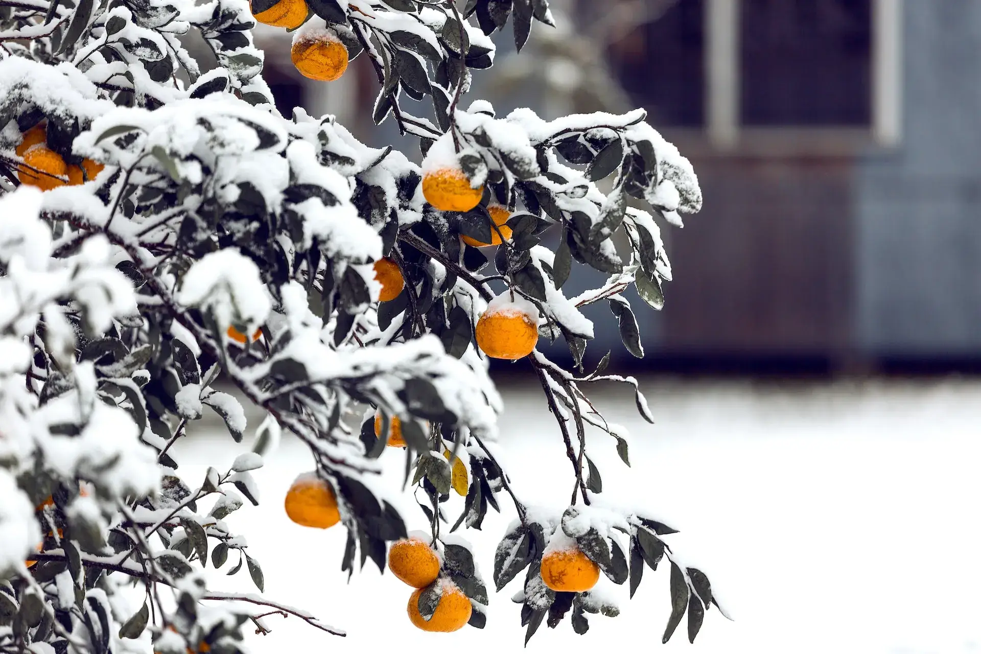 variété d'agrume à cultiver sous serre durant l'hiver