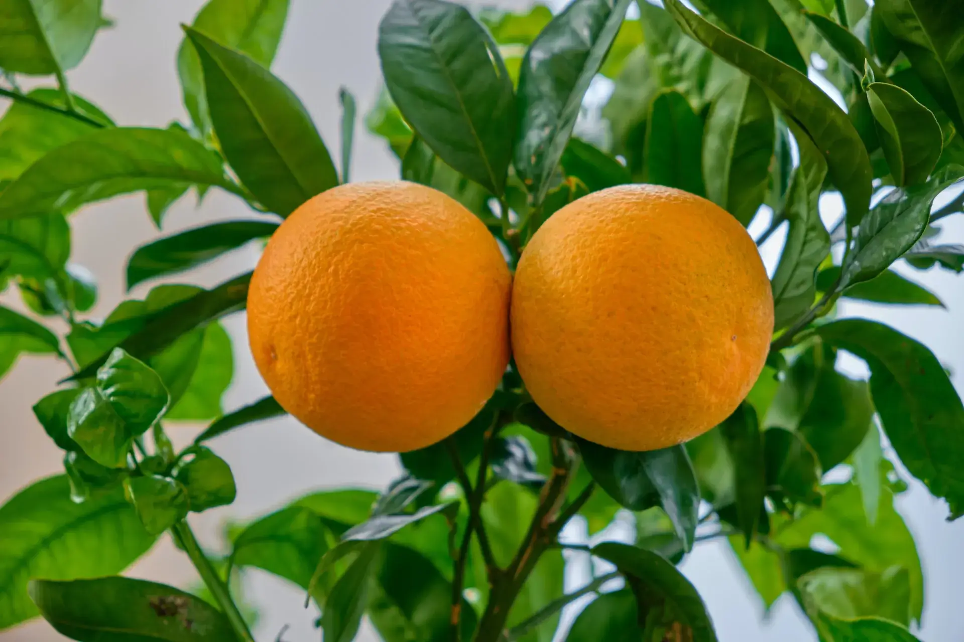 variété d'agrume à cultiver sous une serre de jardin