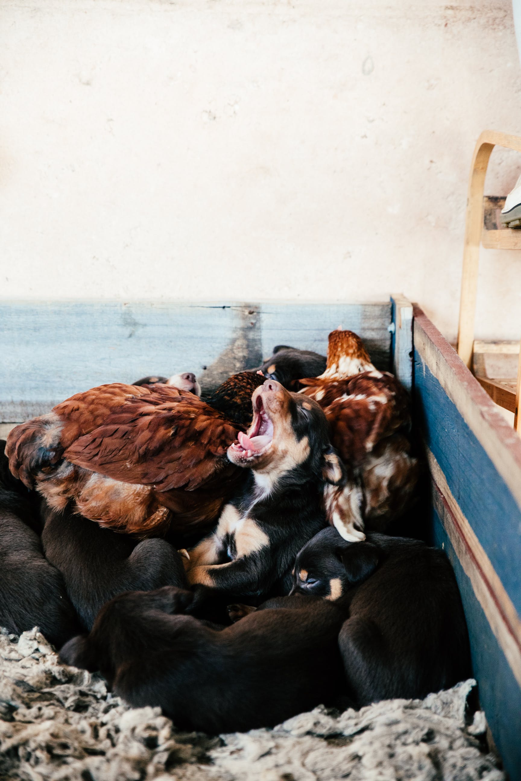 poules avec des chiots