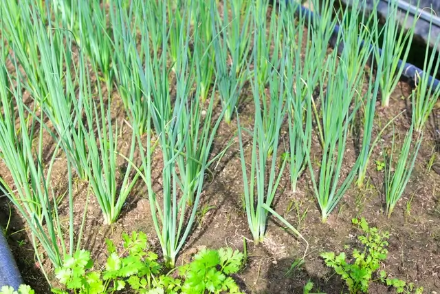 pousse de légumes racine d'oignon sous serre de jardin