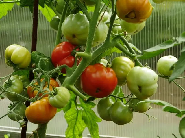 récolte de tomates à maturité sous serre de jardin