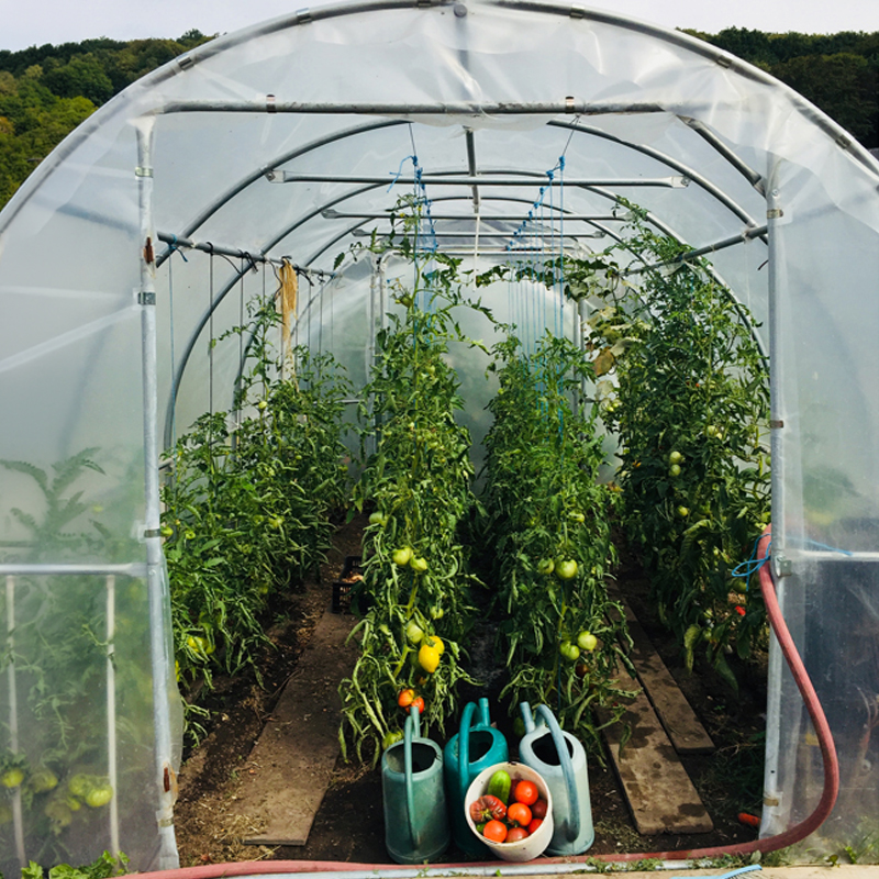 Plants de tomates palissés sous une serre tunnel