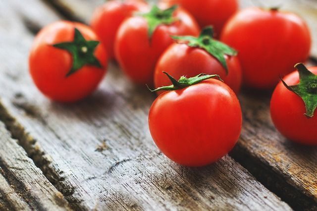 cultiver tomates sous serre de jardin