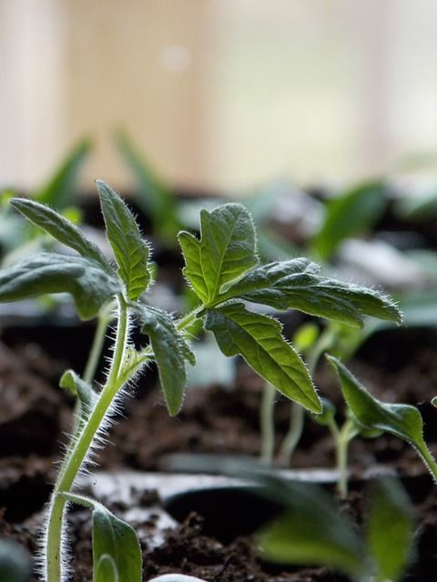 Semi de tomate