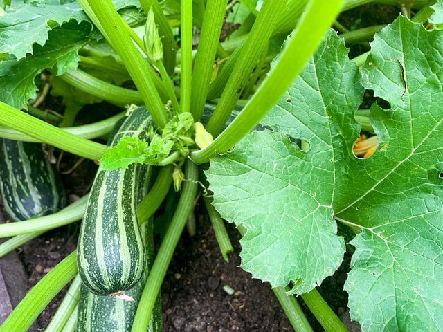 pousse de courgette sous serre de jardin avec feuille et fleur. Variété coucourzelle