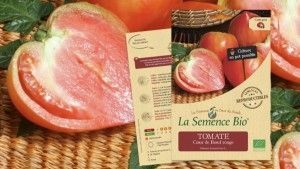 TOMATE Coeur de Boeuf rouge Bio