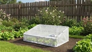 Mini serre pour salade