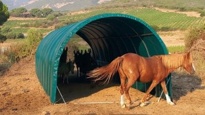 Abris chevaux