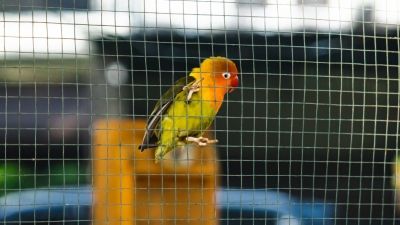 Grillage pour volière